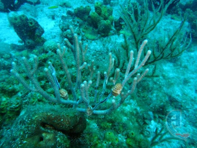 nudibranqueo en el arrecife